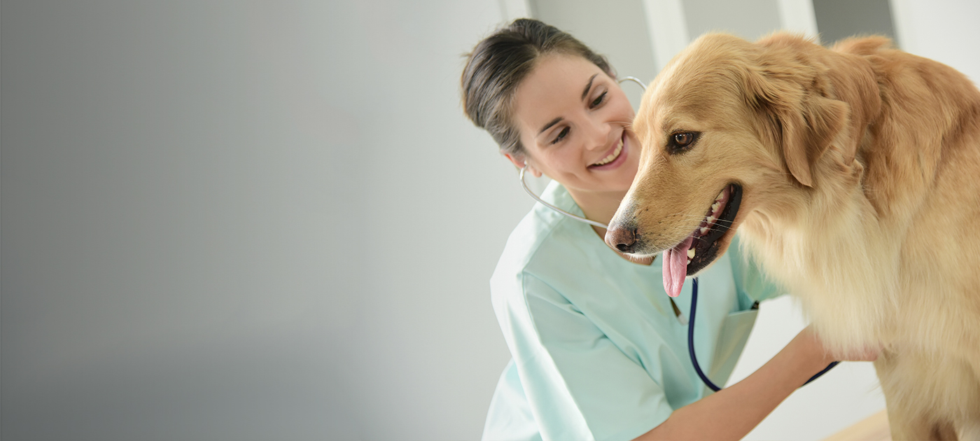 Pet Dehydration and Heatstroke | Veterinarian in Houston ...